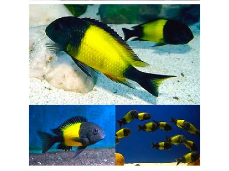 tanganyika cichlidleri