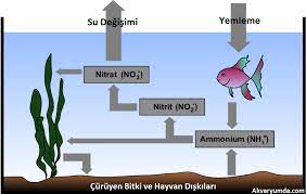 akvaryumda filtrasyon