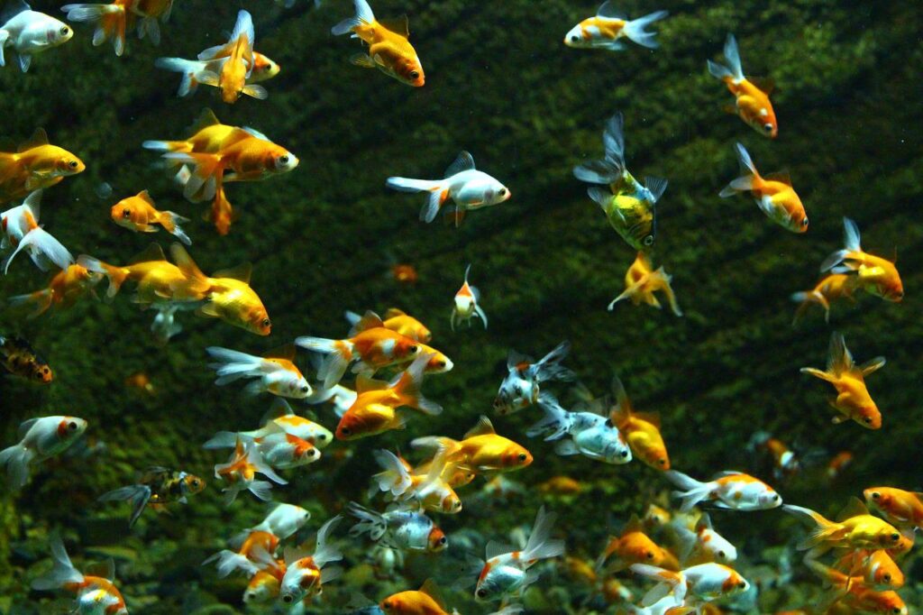 JAPON BALIKLARI