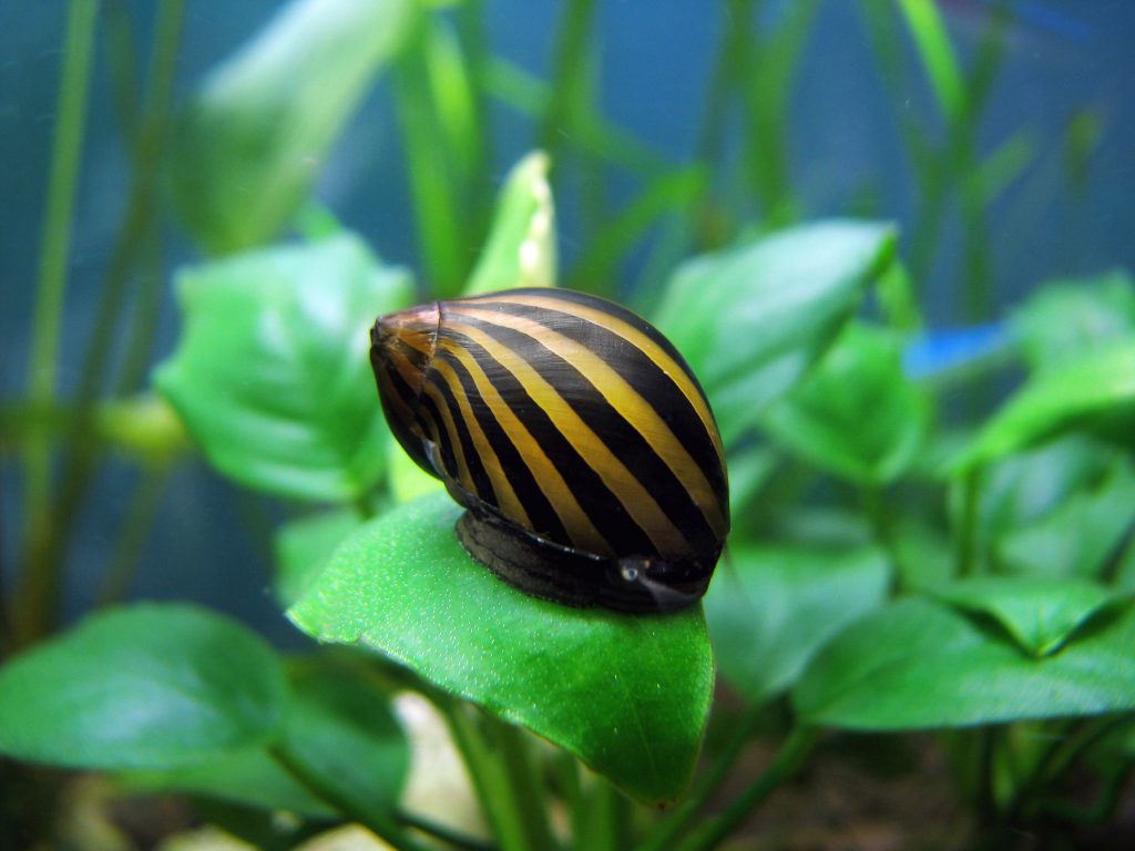 nerite salyangozları