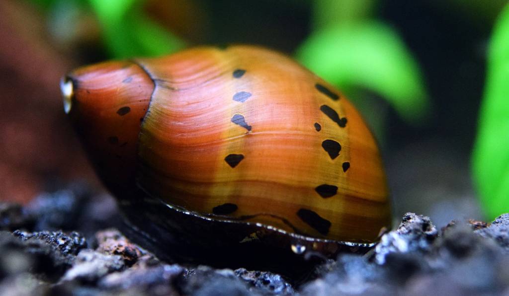 nerite salyangozları