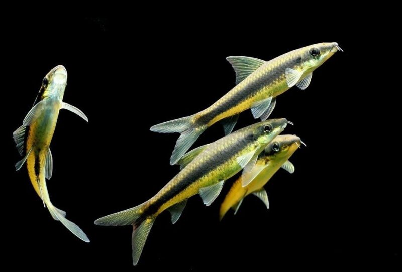 SAE (SIAMENSIS ALGEA EATER) BALIKLARI