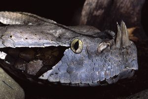 en zehirli yılanlar-gabon engereği