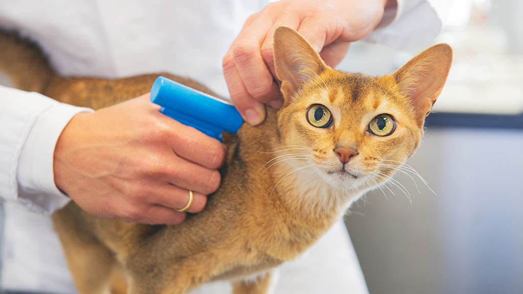 evcil hayvan mikroçip uygulaması