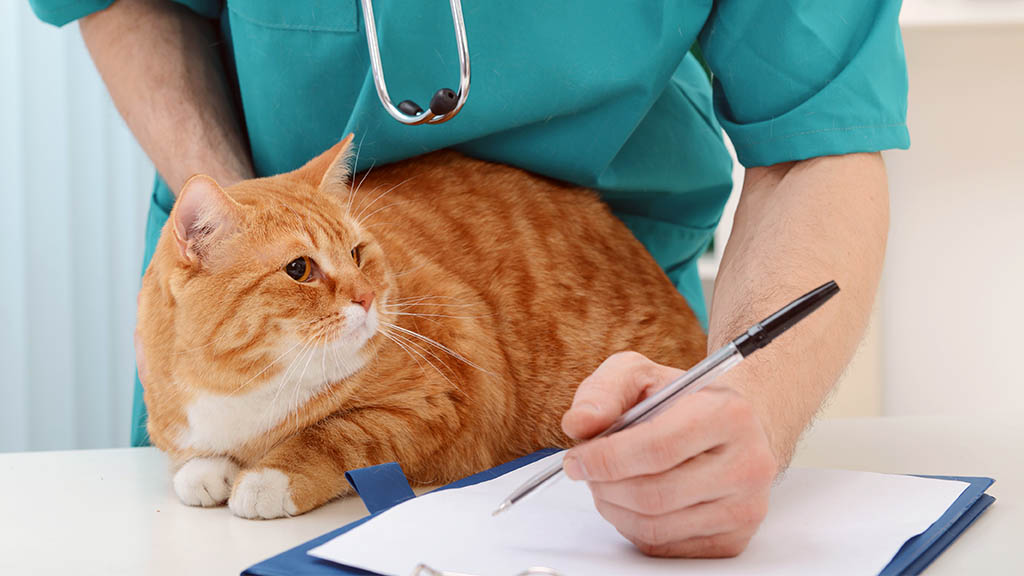 evcil hayvan mikroçip uygulaması