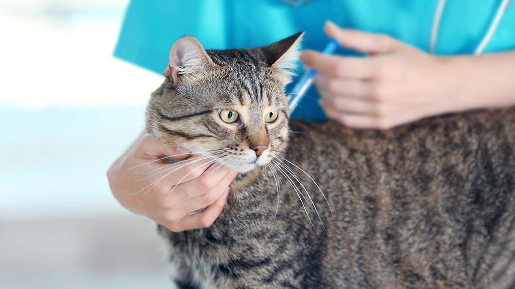 evcil hayvan mikroçip uygulaması