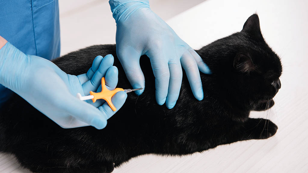 evcil hayvan mikroçip uygulaması