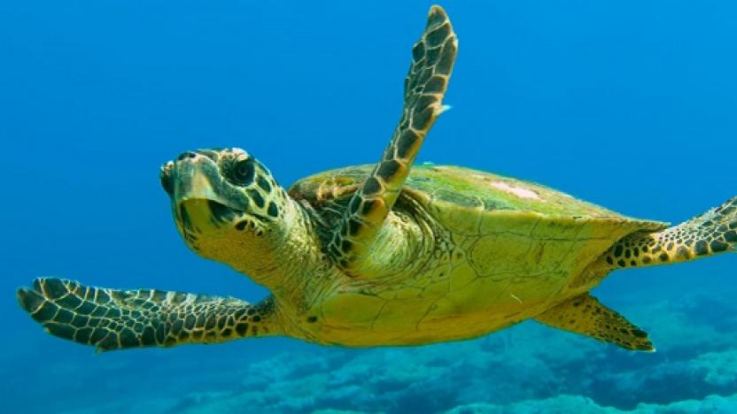 caretta caretta su kaplumbağaları