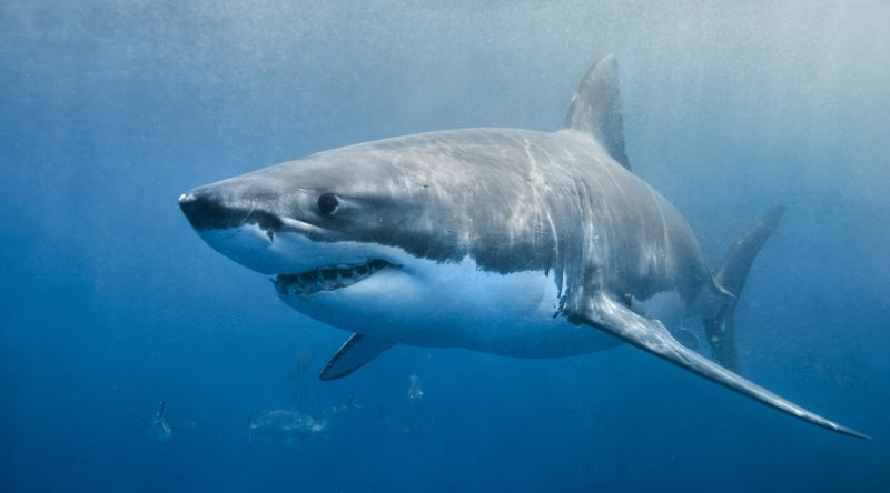 en tehlikeli ve en zehirli balıklar-büyük beyaz köpek balığı