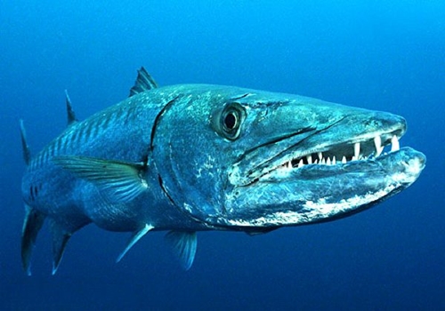 en tehlikeli ve en zehirli balıklar-goliath kaplan balığı