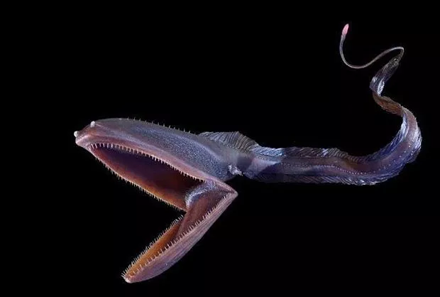en tehlikeli ve en zehirli balıklar-pelikan yılan balığı