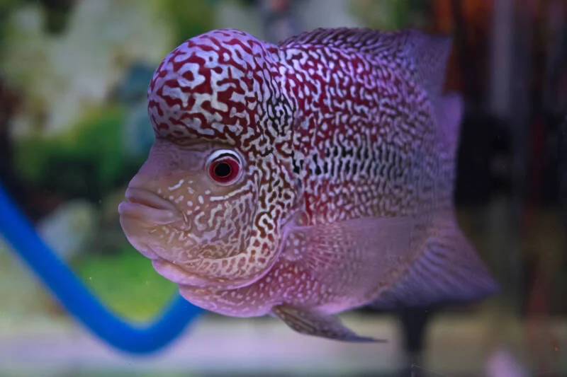 flowerhorn