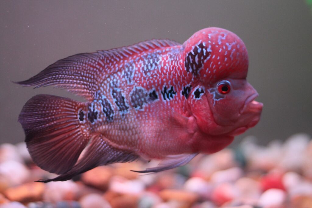 flowerhorn