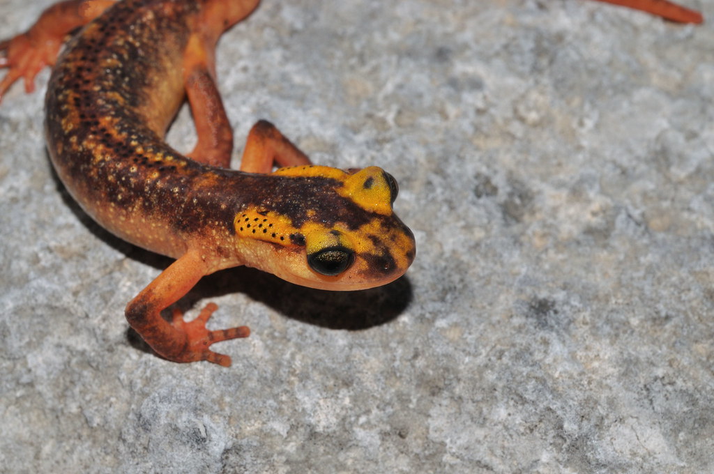 Lyciasalamandra Antalyana-antalya semenderleri