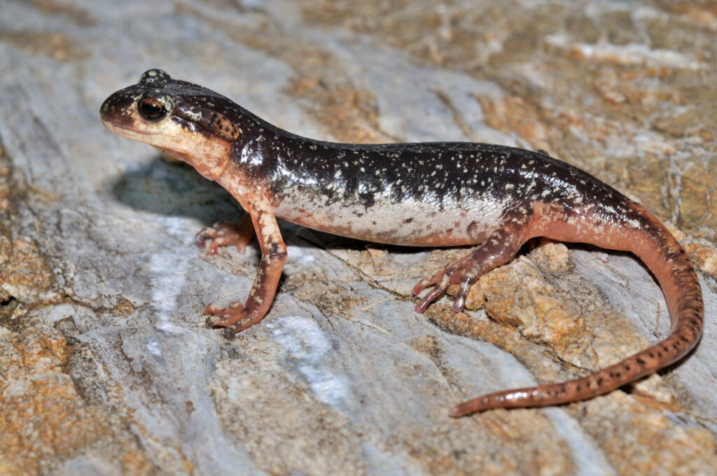 semenderler-Lyciasalamandra Atifi