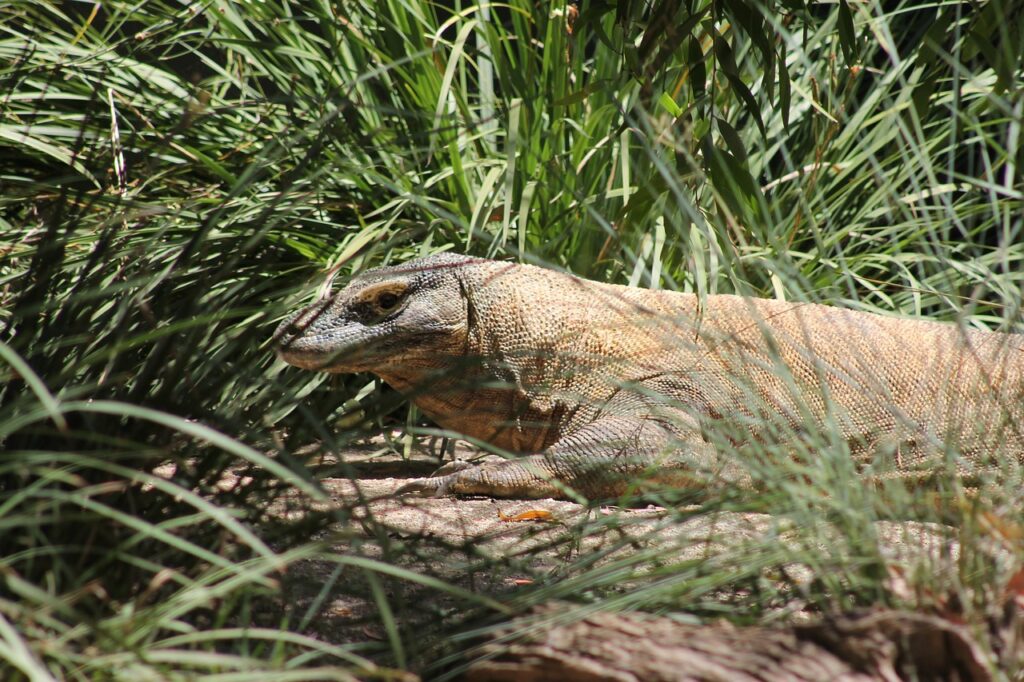 komodo ejderi-comodo ejderi-comodo dragon