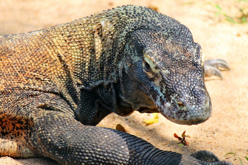 KOMODO EJDERİ