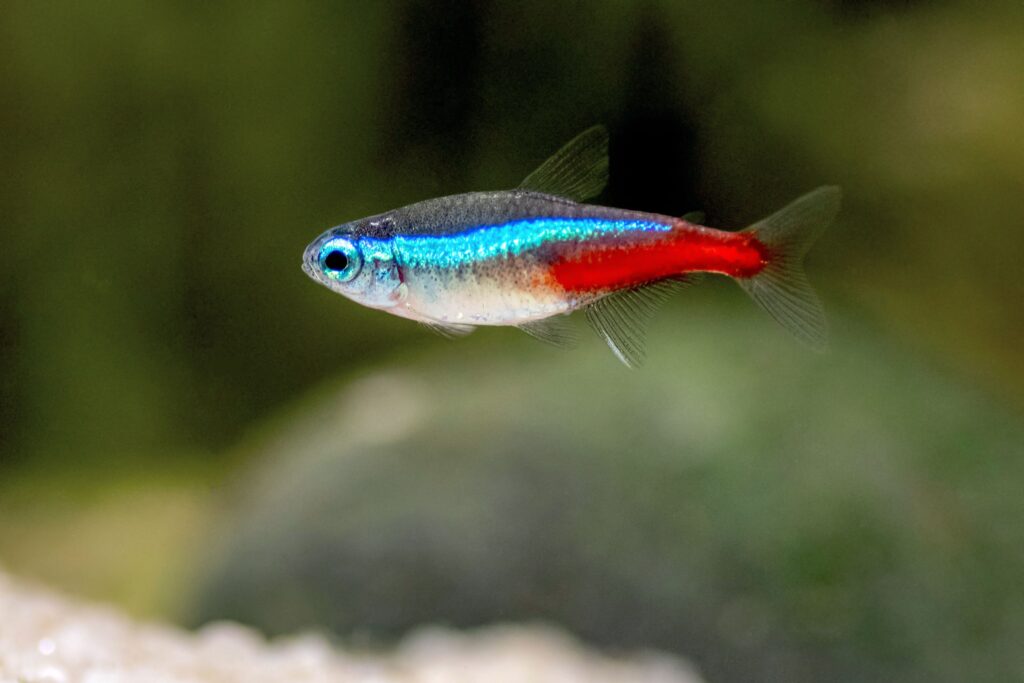 tetralar-neon tetra