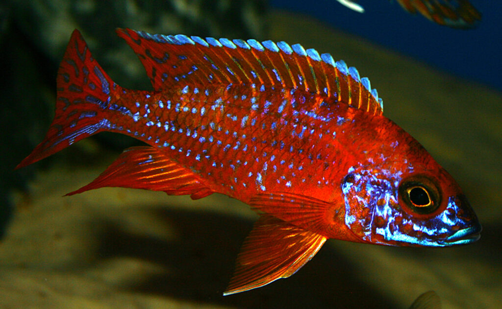 Peacock (Aulonocara) Malawi Chiclidleri