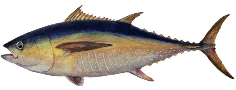 Sarı yünlübalık (Thunnus albacares)-en hızlı balıklar