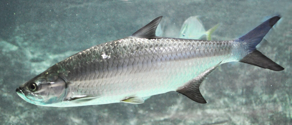 Tarpon Balığı (Megalops atlanticus)-en hızlı balıklar