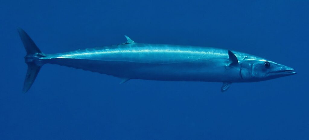 Wahoo Balığı (Acanthocybium solandri)-en hızlı balıklar