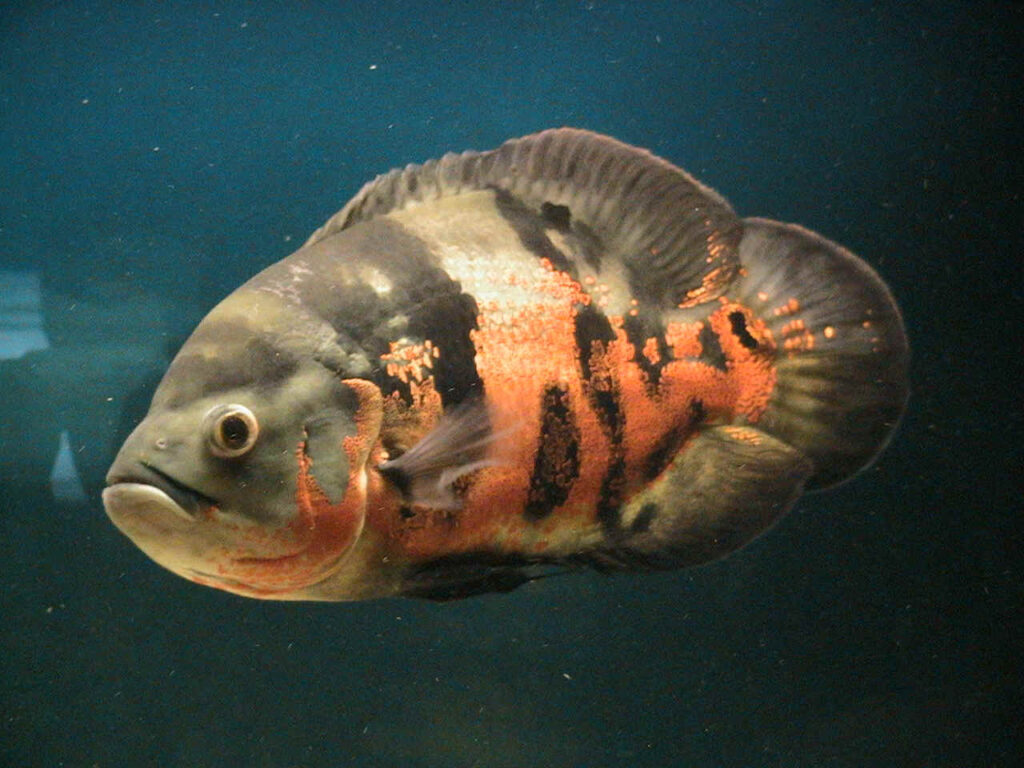 en agresif balık türleri-astronot-oscar balığı