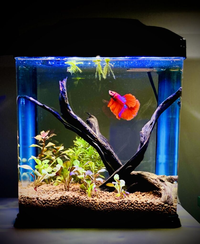 betta balıkları akvaryumu