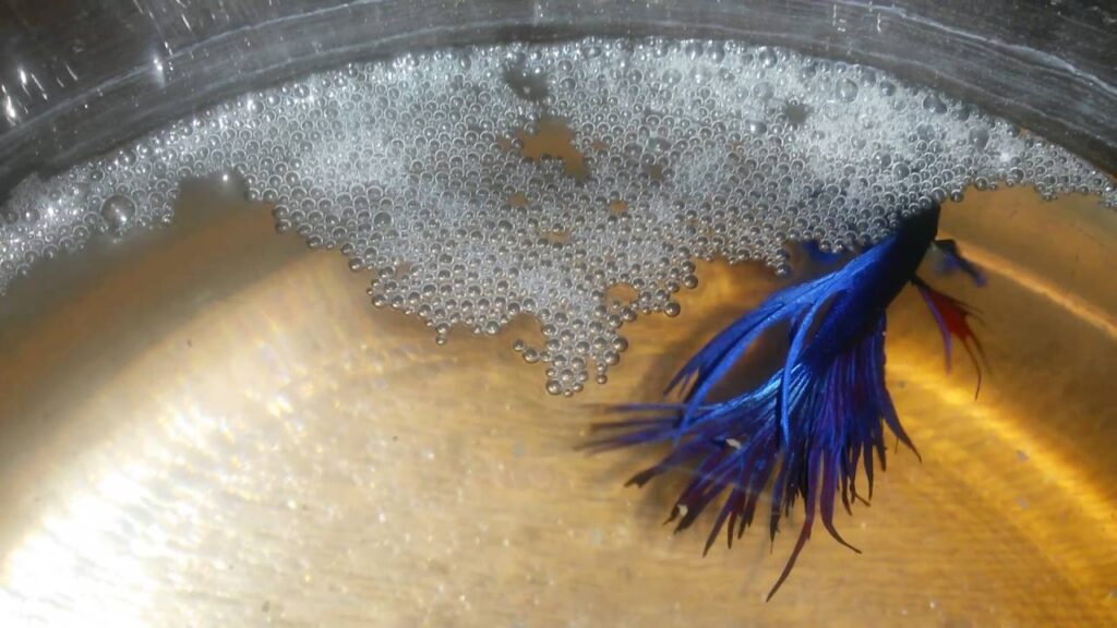 betta balıkları köpük yuva