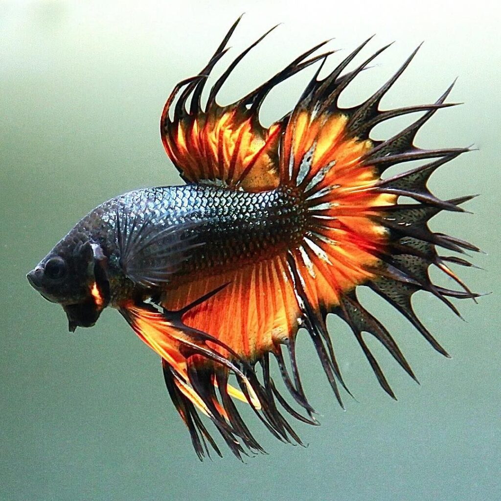 crowntail betta balıkları