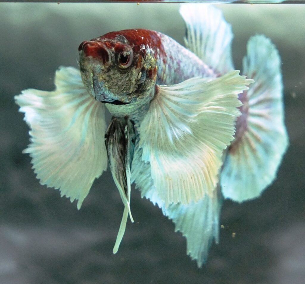 filkulak betta balıkları