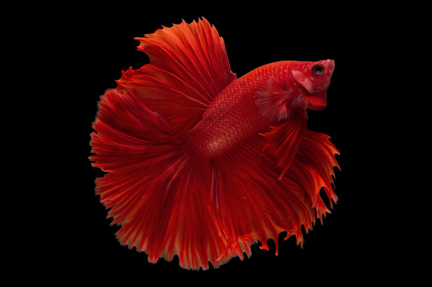 halfmoon betta balıkları