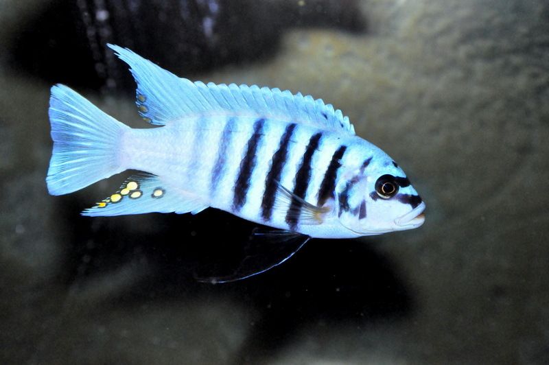 mbuna malawi chiclidleri