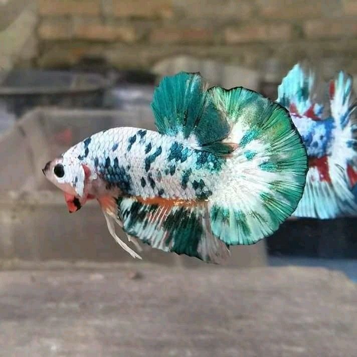 plakat betta balıkları