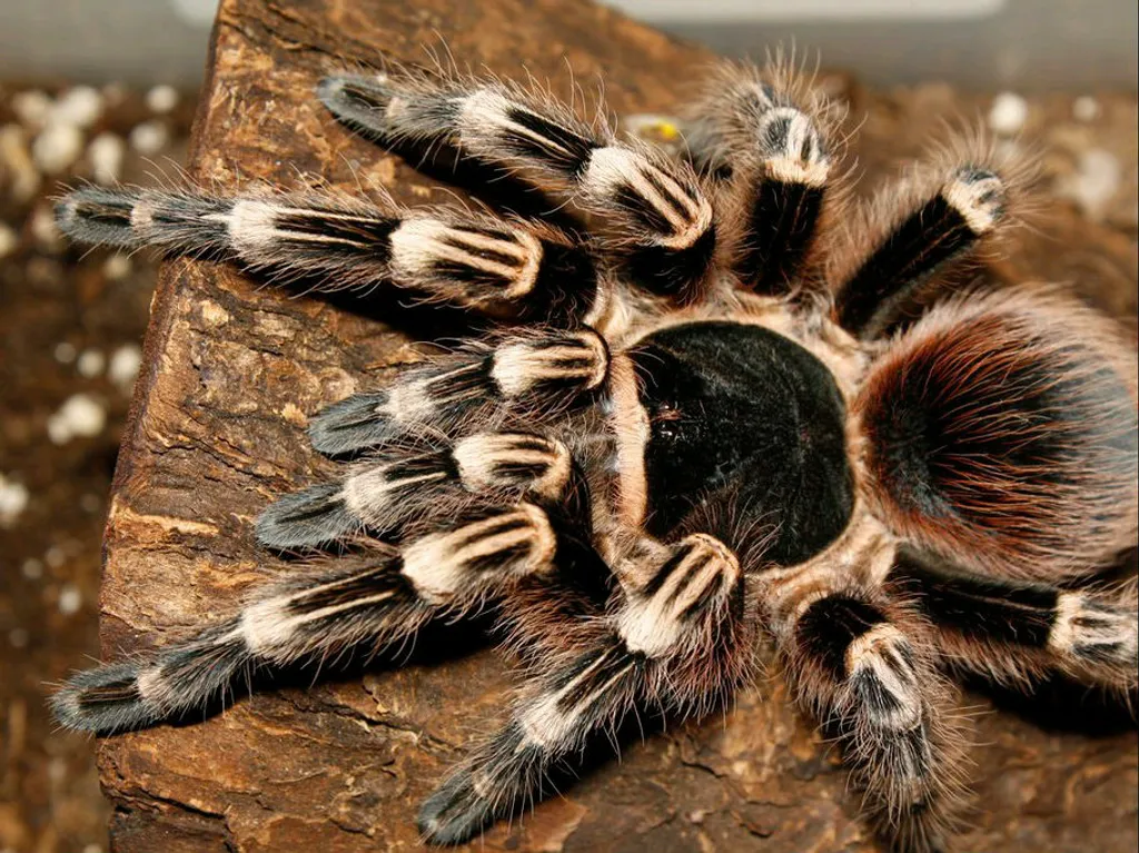 tarantulalar-Brazilian Giant White Knee