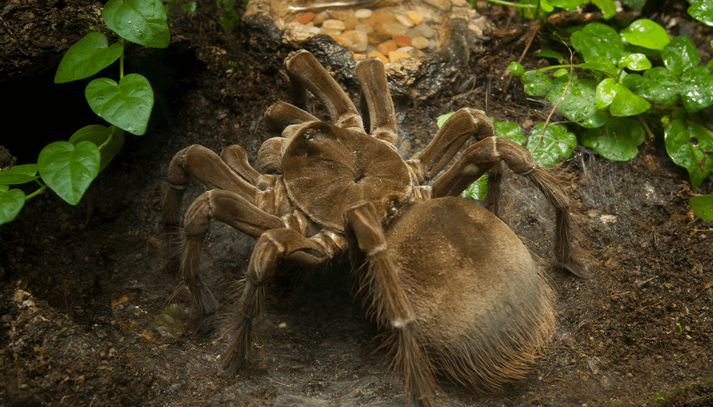 tarantulalar-Goliath Bird-Eating Tarantula