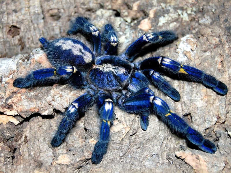 tarantulalar-Gooty Sapphire
