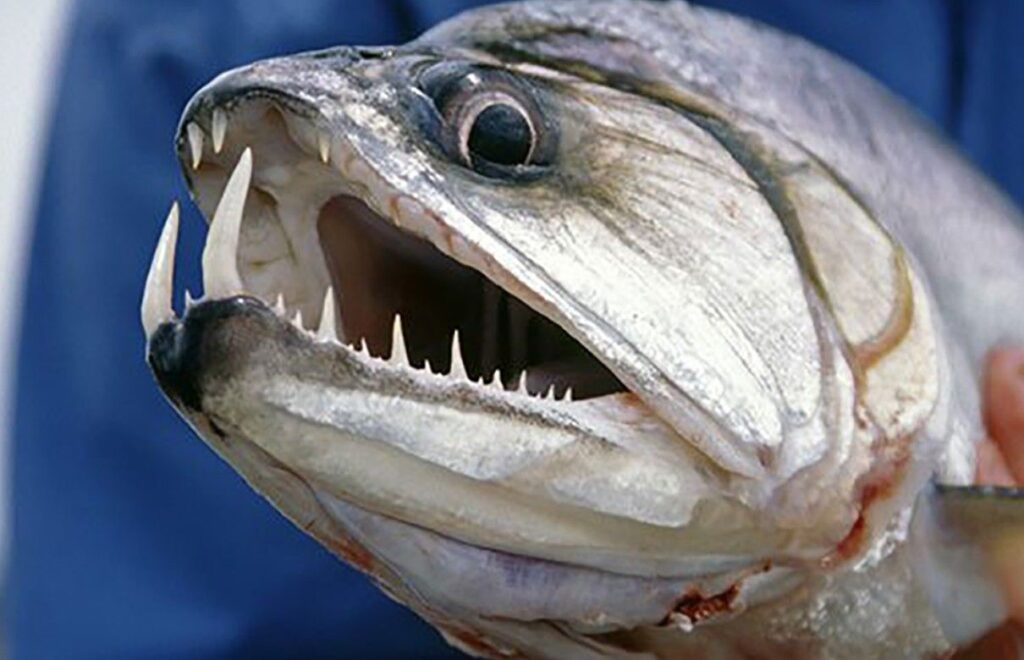 en agresif balık türleri