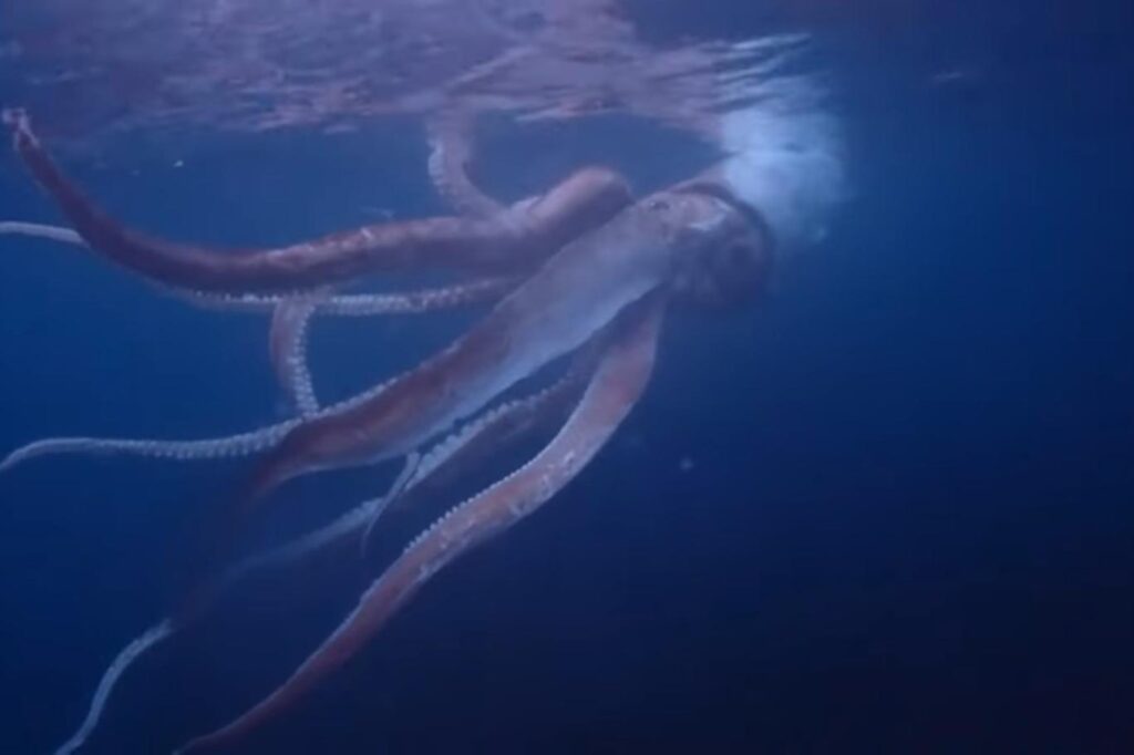 denizlerdeki en büyük canlılar-dev kalamar
