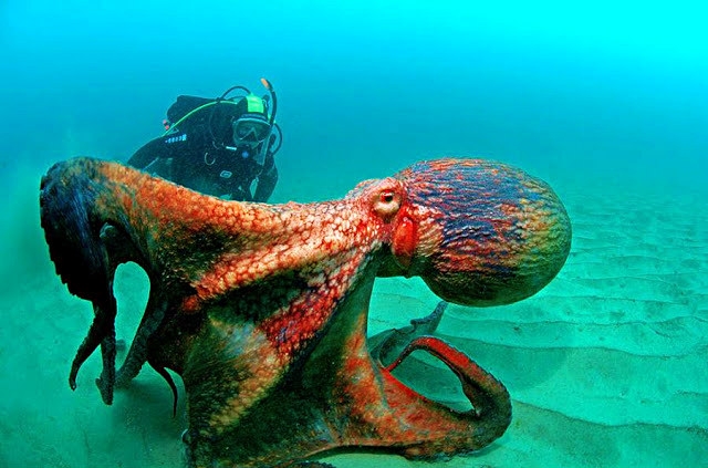 denizlerdeki en büyük canlılar-dev pasifik ahtapotu