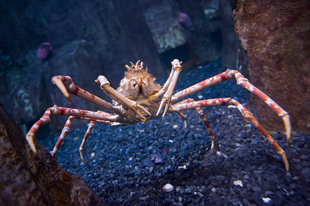 denizlerdeki en büyük canlılar-japon örümcek yengeci