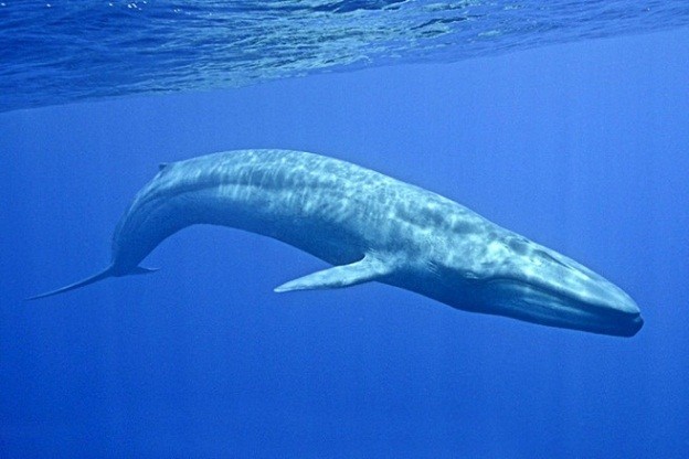 denizlerdeki en büyük canlı-mavi balina