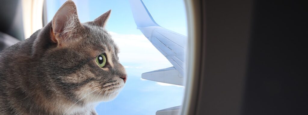 evcil hayvanlar ve uluslararası seyahat