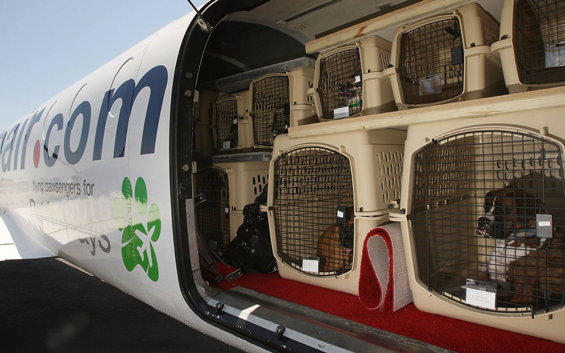 EVCİL HAYVANLARIN ULUSLARARASI SEYAHATLERİ