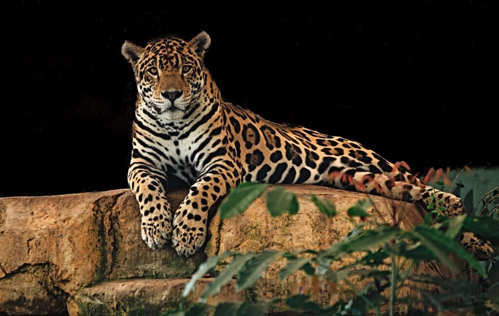 büyük kediler-jaguar