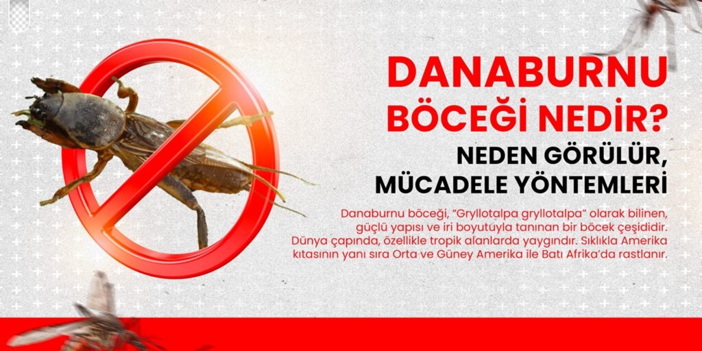 Danaburnu böceği, “Gryllotalpa gryllotalpa” olarak bilinen, güçlü yapısı ve iri boyutuyla tanınan bir böcek çeşididir.