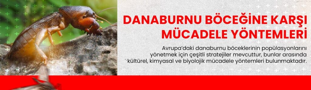 danaburnu böceği ile mücadele yöntemleri nelerdir?