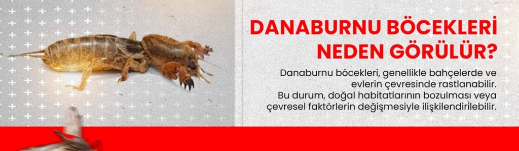 danaburnu böceği neden görülür?