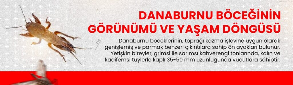 danaburnu böceği yaşam döngüsü