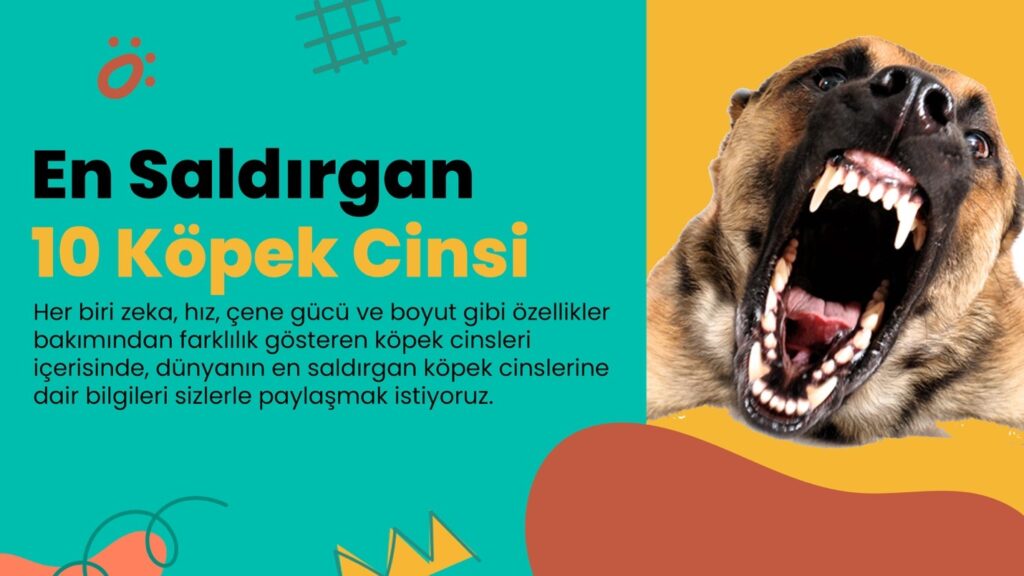 EN SALDIRGAN 10 KÖPEK TÜRÜ